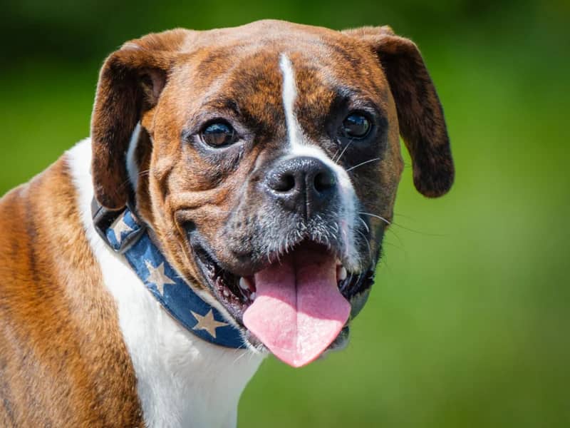 Skip - Boxer available for adoption at Animatch in Montreal (1 of 5)