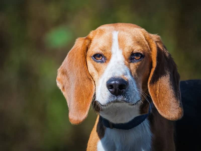 Sniff - Beagle available for adoption