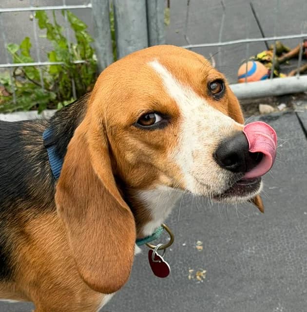 Sniff - Beagle available for adoption at Animatch in Montreal (1 of 2)