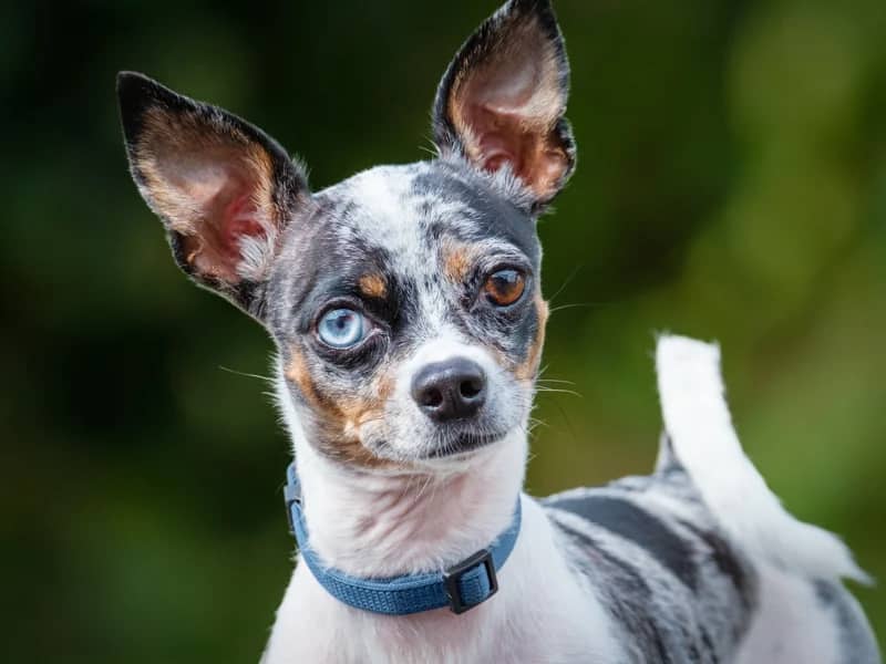 Tarzan - Chihuahua available for adoption at Animatch in Montreal (1 of 5)