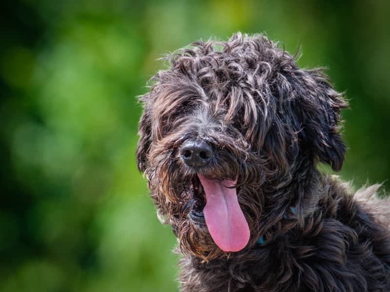 Theo - Miniature Schnauzer available for adoption at Animatch in Montreal (1 of 5)