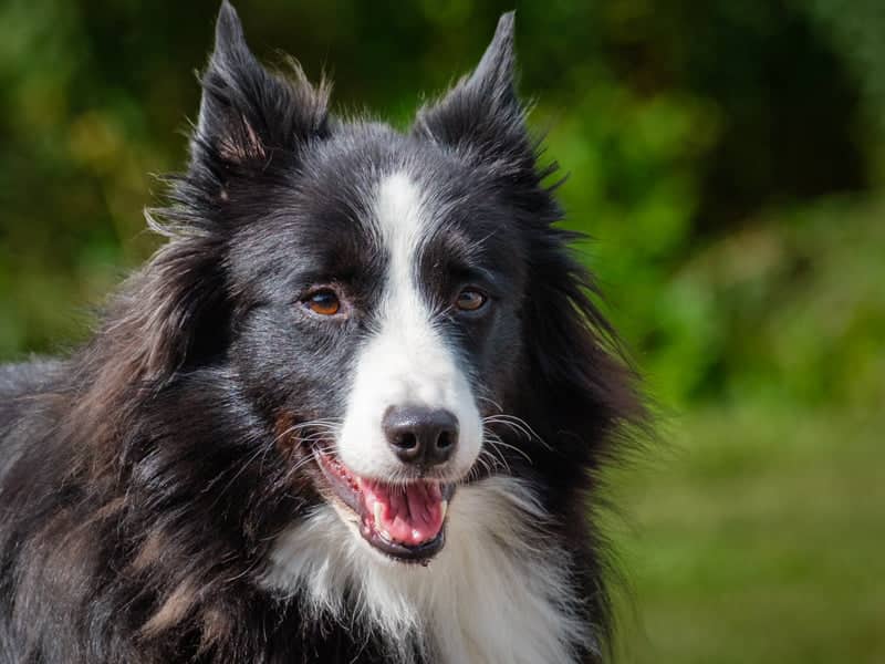Tina - Border Collie available for adoption