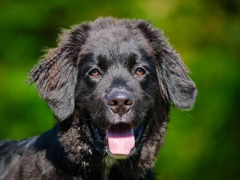 Toby - Bernese x Golden Retriever available for adoption