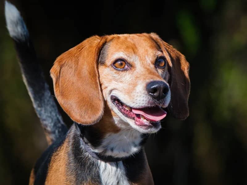 Trackit - Beagle available for adoption