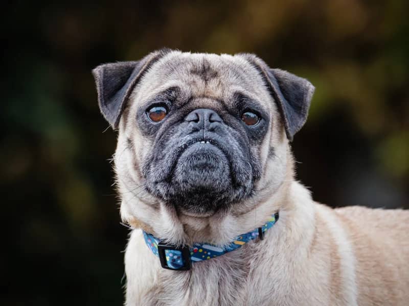 Trappy - Pug available for adoption at Animatch in Montreal (1 of 5)