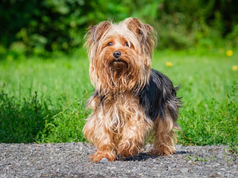 Yuki - Yorkshire Terrier available for adoption at Animatch in Montreal (1 of 4)