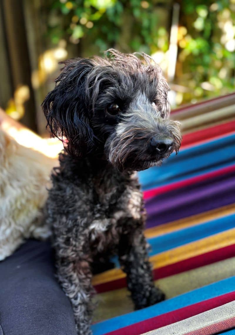 Fiona - Poodle-x available for adoption in Quebec