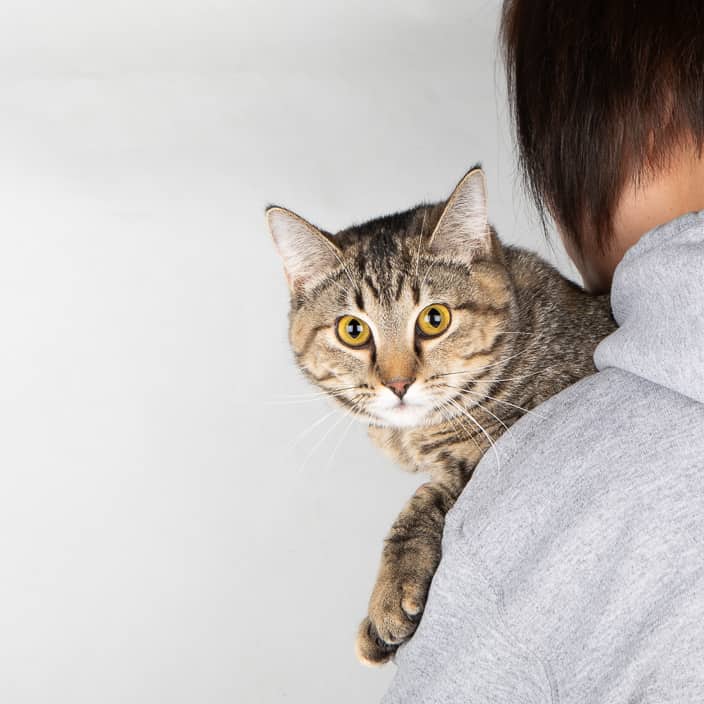 Hartley - Domestic Shorthair cat available for adoption in Calgary