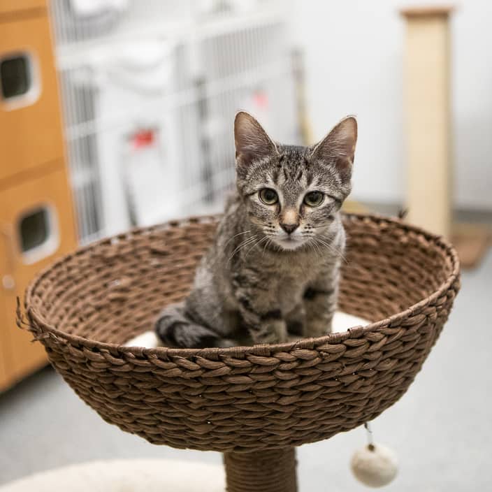 Cinnamon - null cat available for adoption at ARF Alberta in Calgary