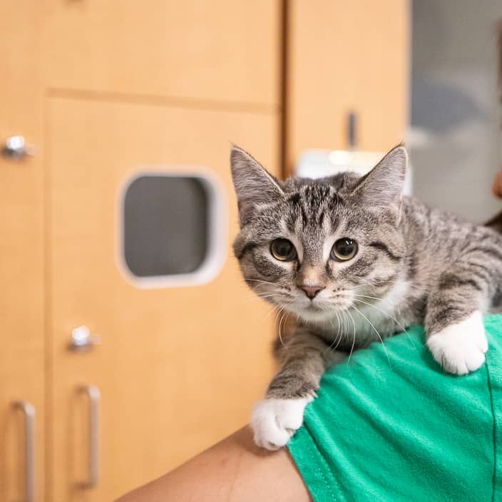 Sugar - null cat available for adoption at ARF Alberta in Calgary