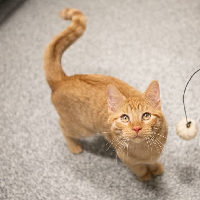 Dusty - null cat available for adoption at ARF Alberta in Calgary