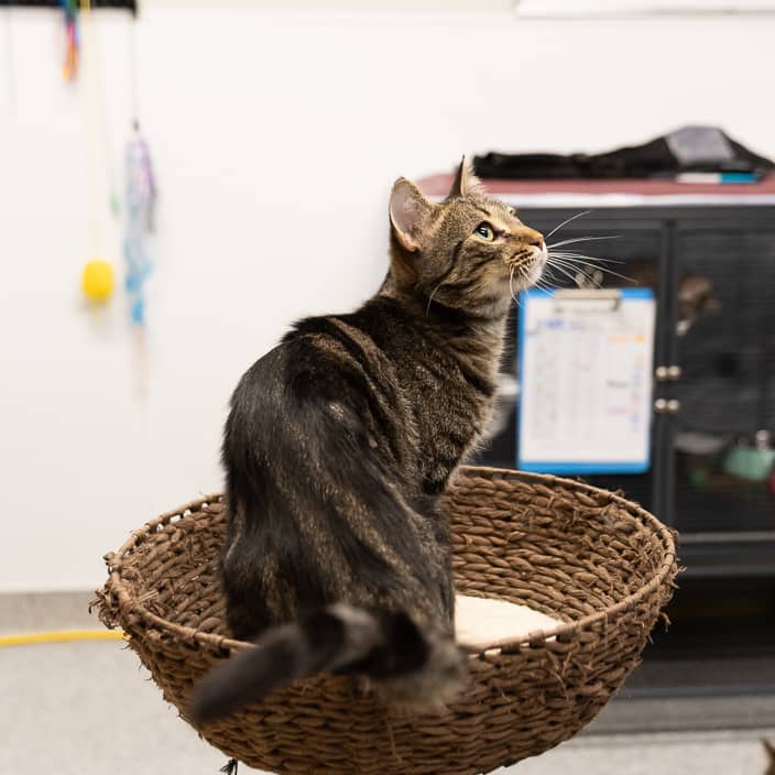 Nala - null cat available for adoption at ARF Alberta in Calgary