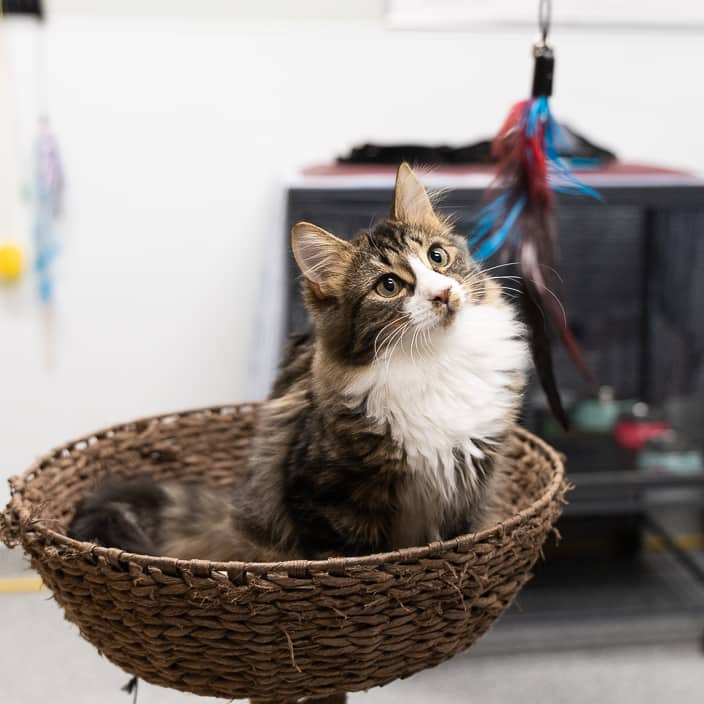 Misty - null cat available for adoption at ARF Alberta in Calgary