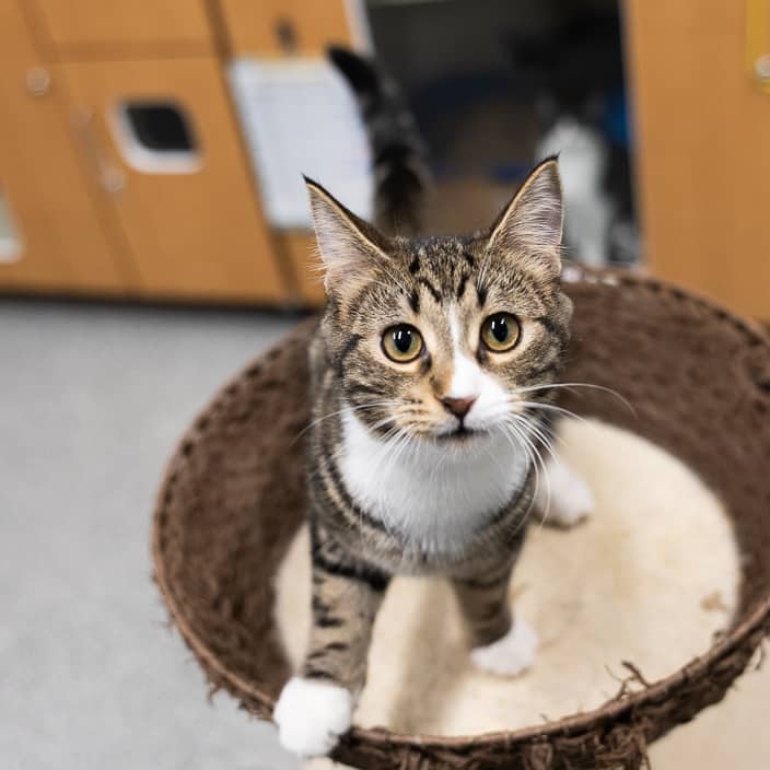 Maisie - null cat available for adoption at ARF Alberta in Calgary