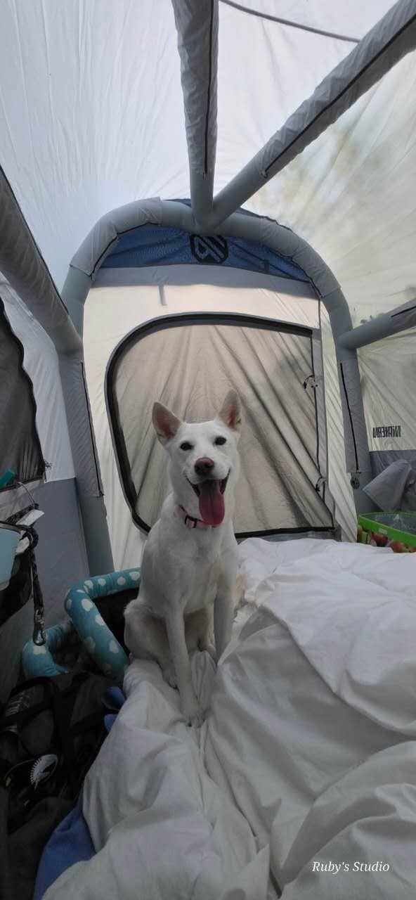 Nina - Jindo Hound available for adoption at Baibao Rescue and Adoption Society in Vancouver