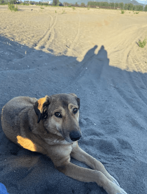 Bruno - Mixed Breed available for adoption