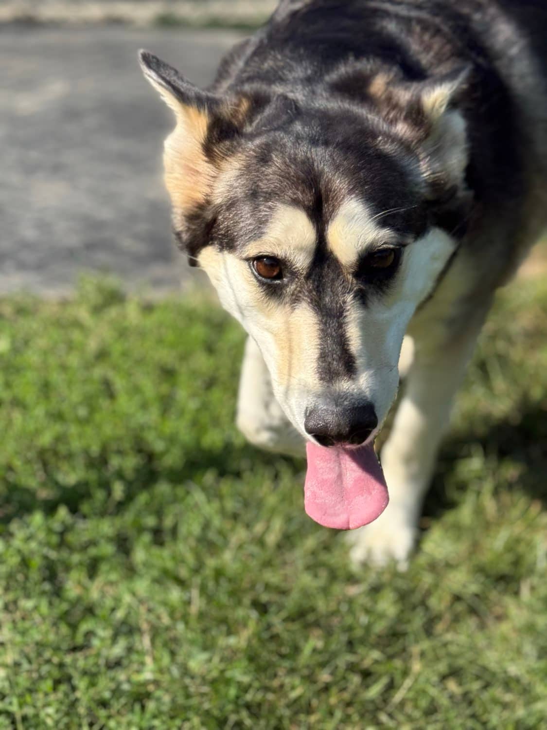Spirit - Husky available for adoption at Baibao Rescue and Adoption Society in Vancouver
