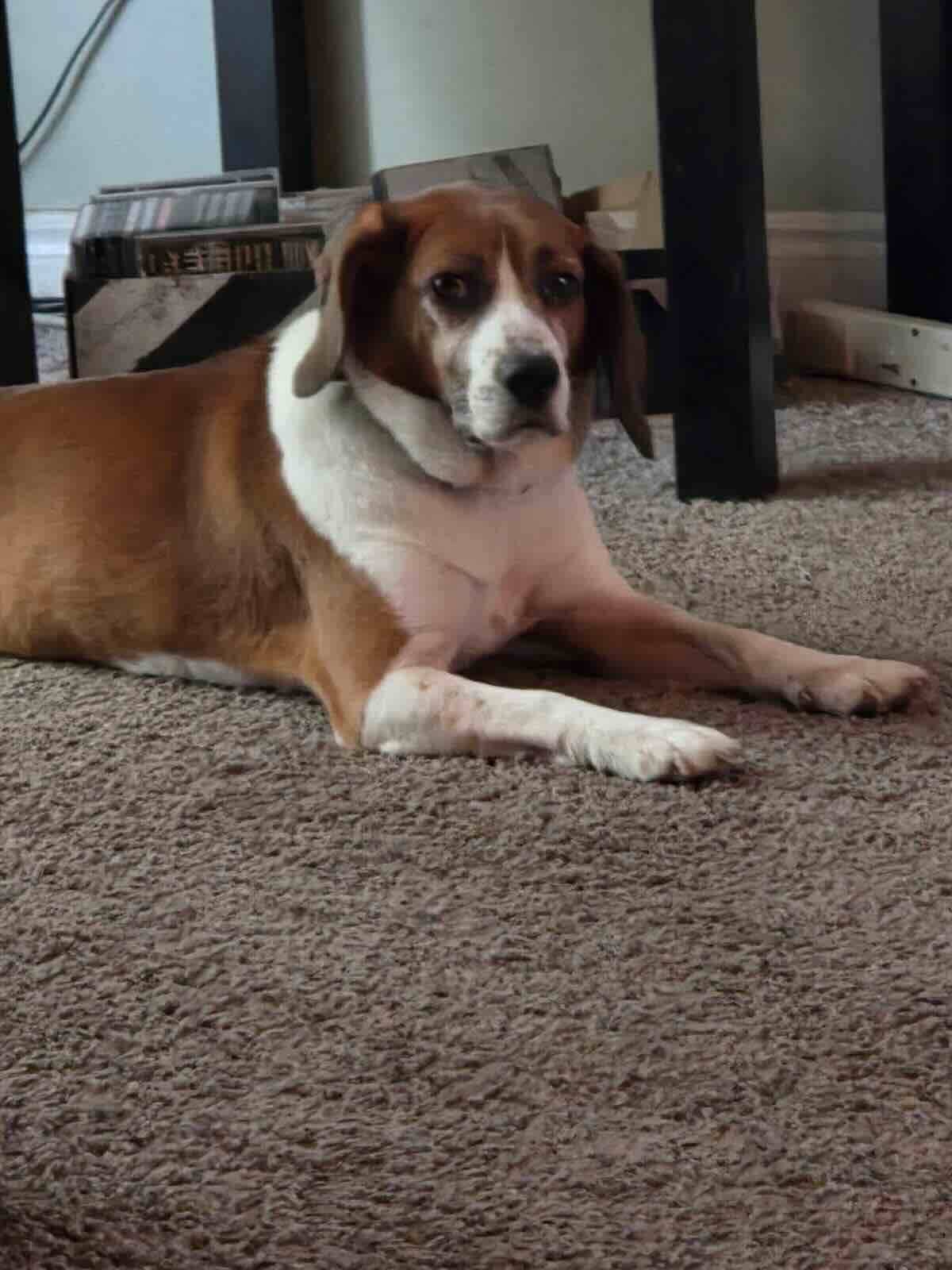 Bless - Beagle available for adoption in Alberta