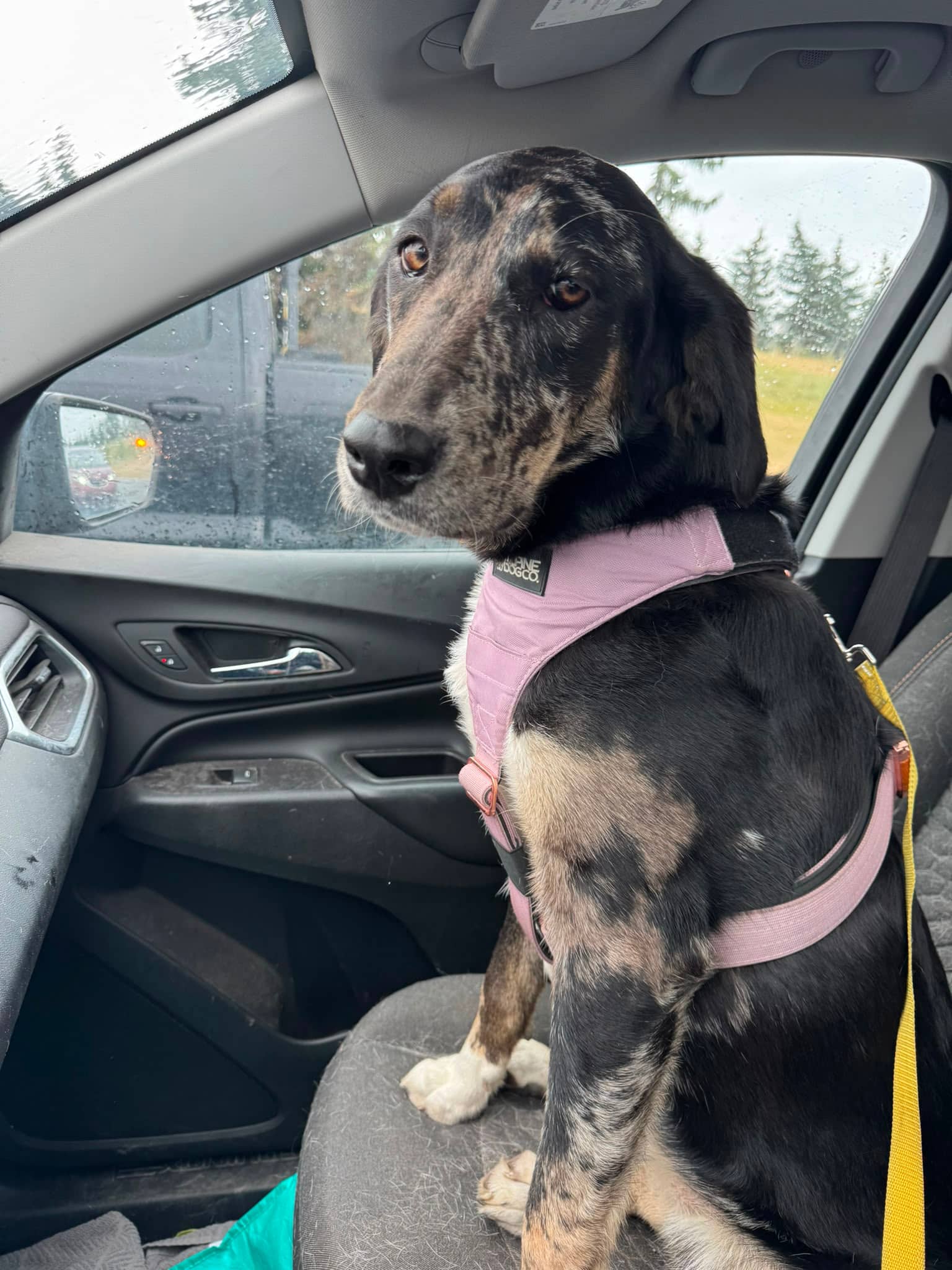 Pinkie Pie - Collie/Shepherd Mix available for adoption at BARCS Rescue in Calgary (1 of 6)