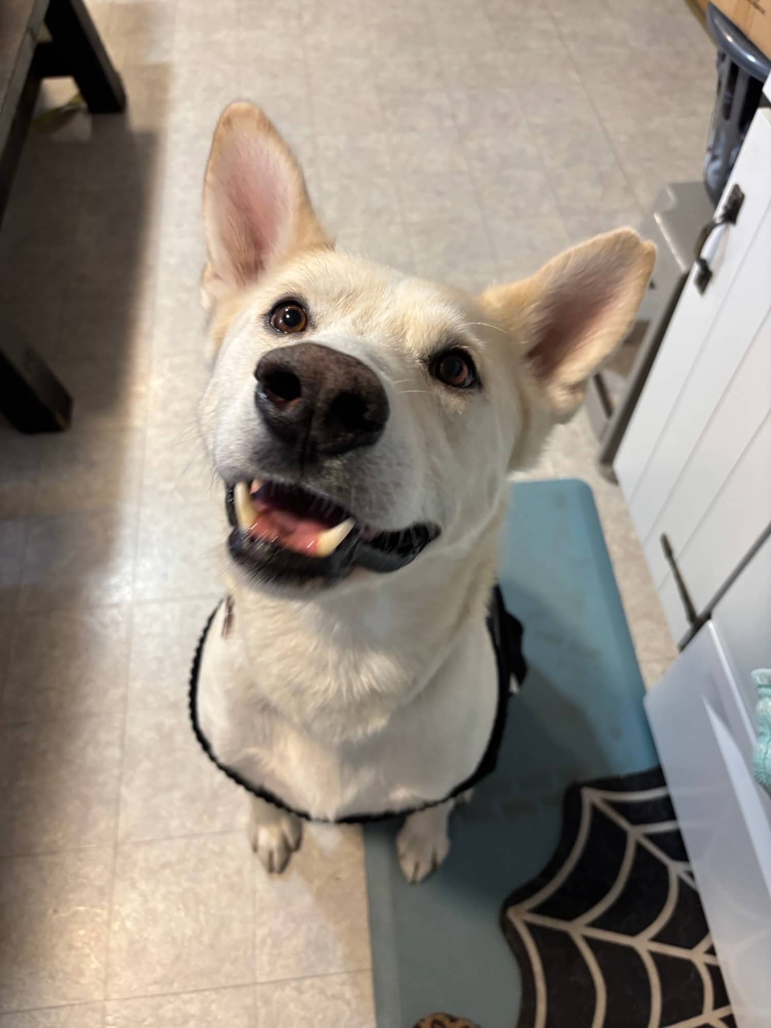 Tre - Lab/Husky Mix available for adoption in Alberta