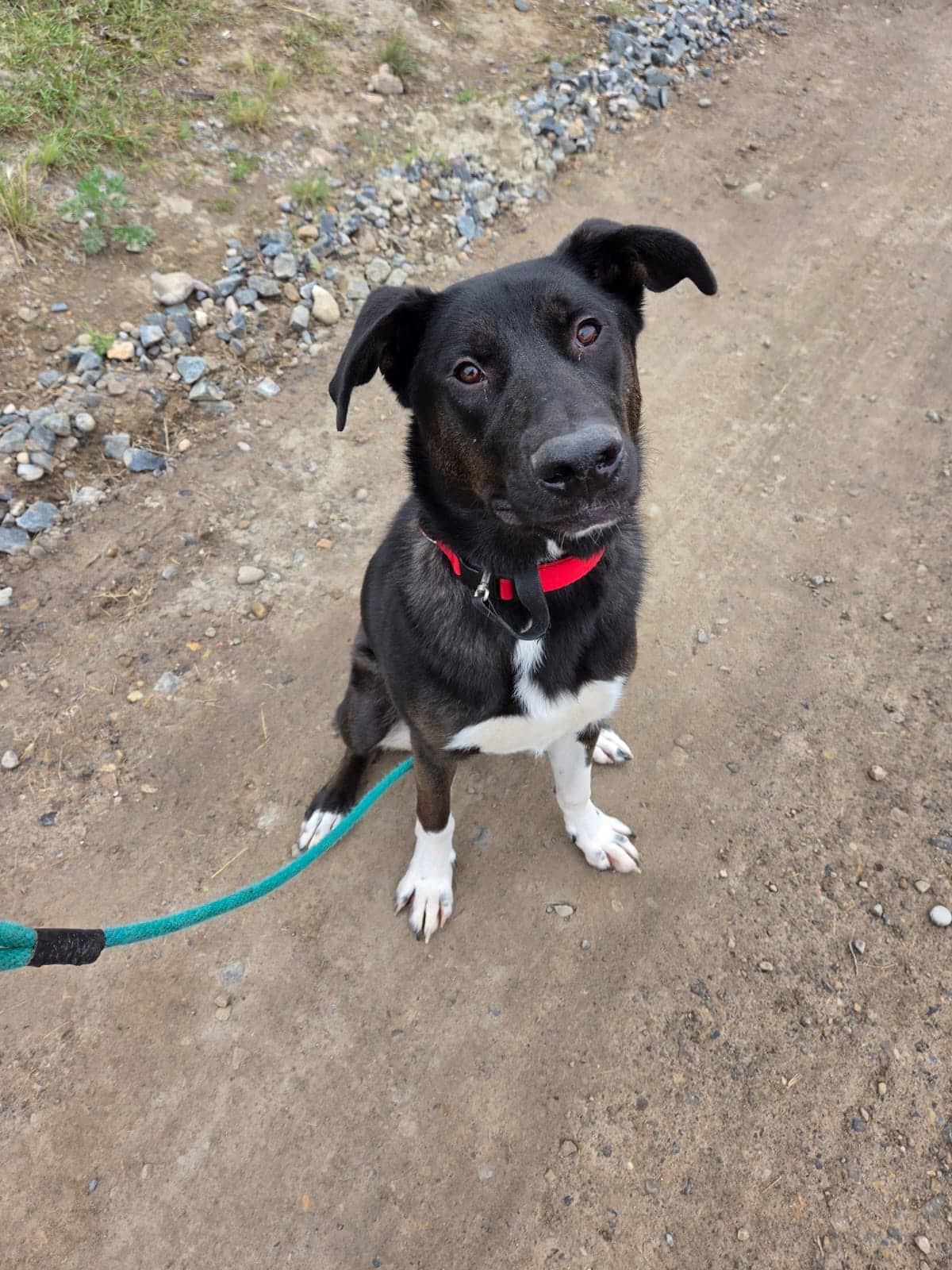 Val (Knightly) - Kangal/Black Mouth Cur Mix available for adoption at BARCS Rescue in Calgary (1 of 6)