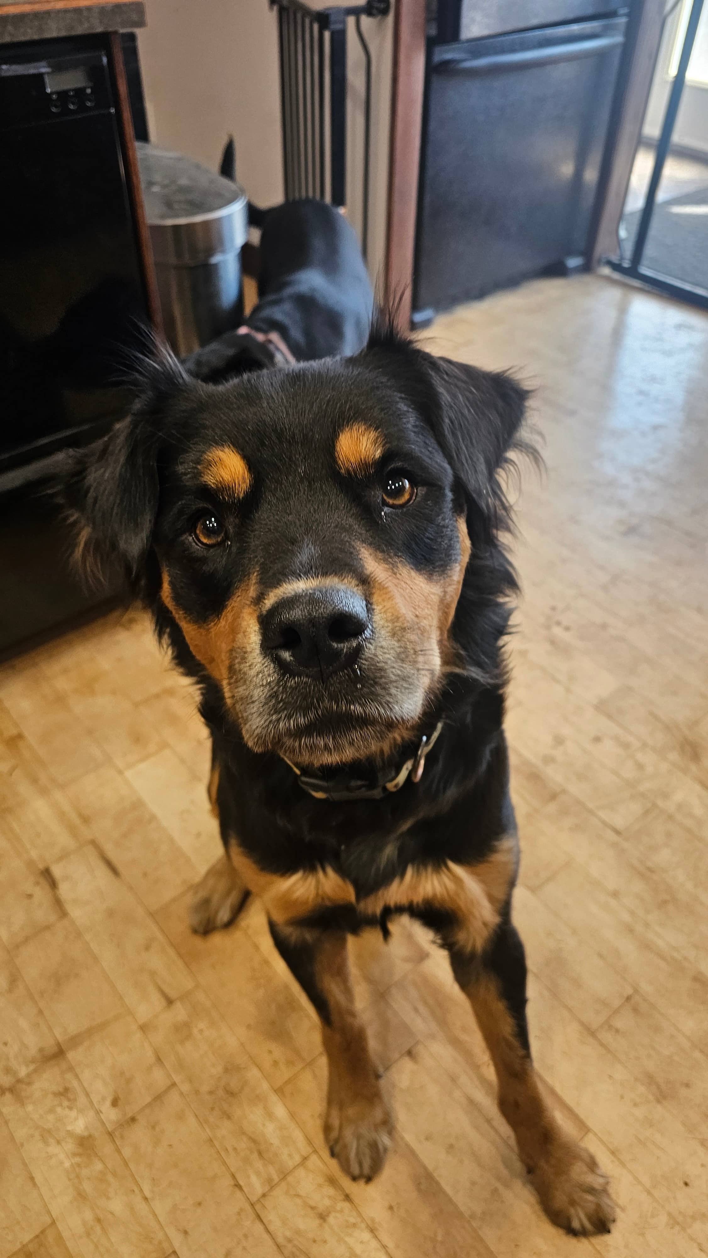 Eugene - Rottweiler/Shepherd Mix available for adoption at BARCS Rescue in Calgary (1 of 6)