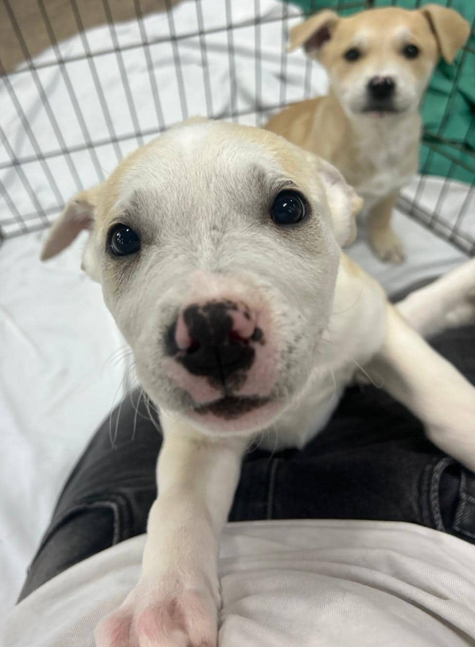 Cufflink - Pit Bull Terrier Mix available for adoption at BARCS Rescue in Calgary (1 of 3)