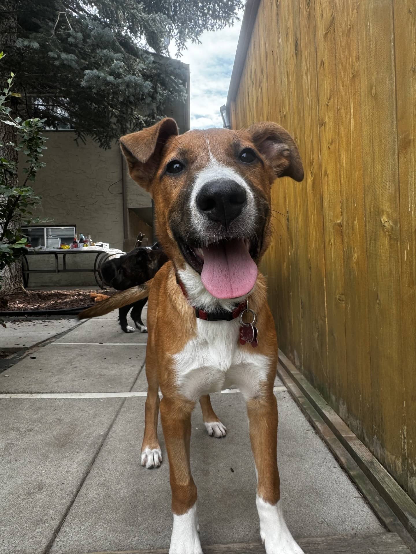 Big Mamba - Shepherd/Bully Mix available for adoption