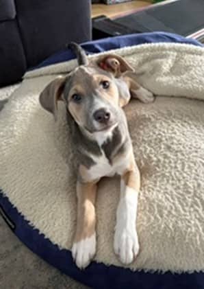 Tater Tot - Shepherd/Bully Mix available for adoption
