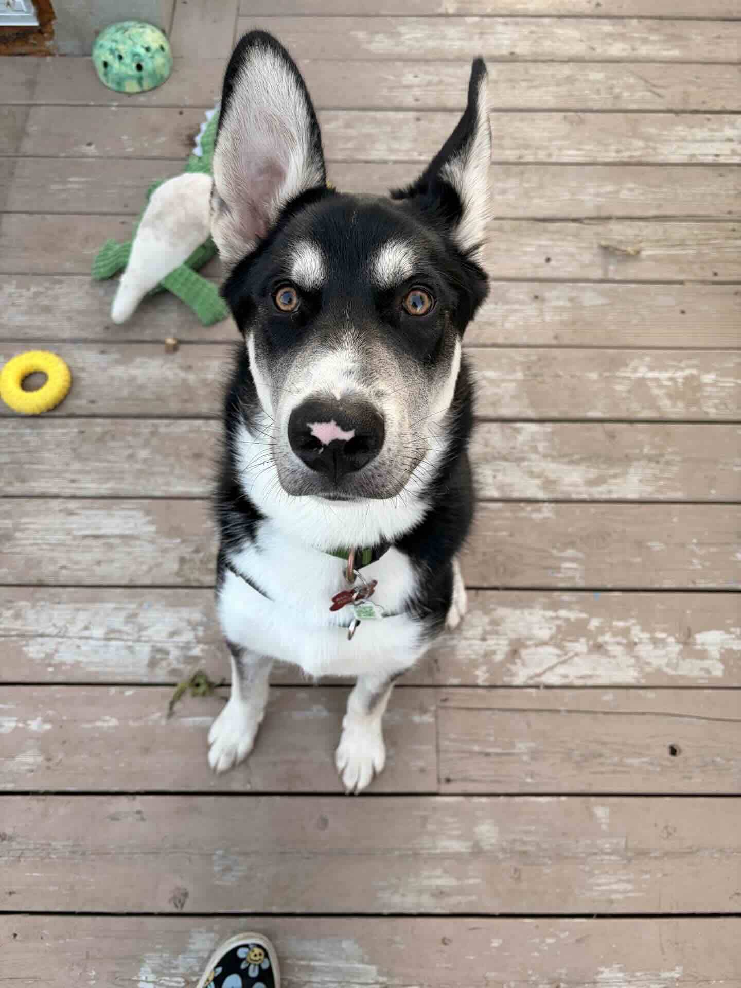 Coydog - Husky Mix available for adoption at BARCS Rescue in Calgary (1 of 6)