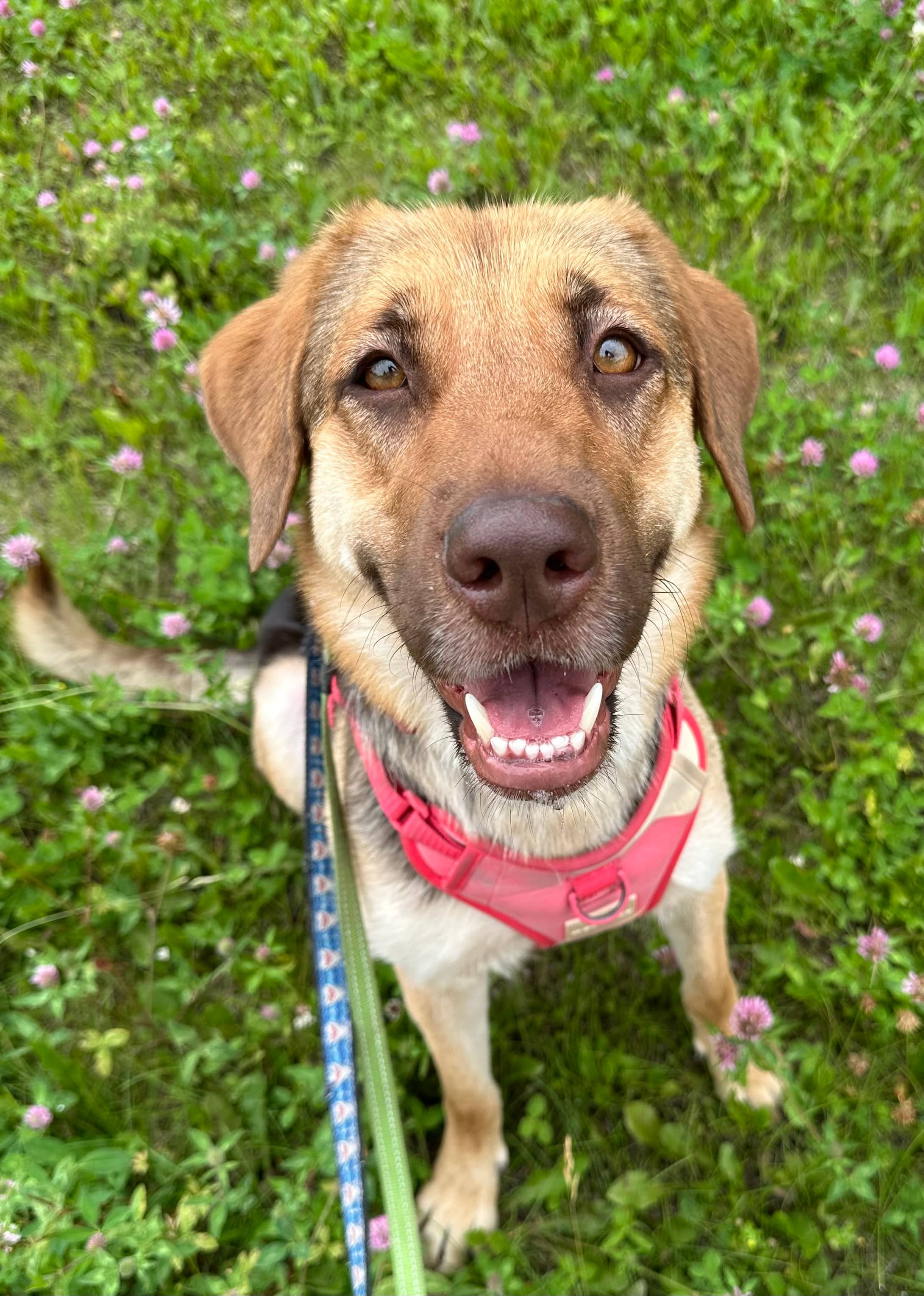 Ambrosia - German Shepherd Mix available for adoption