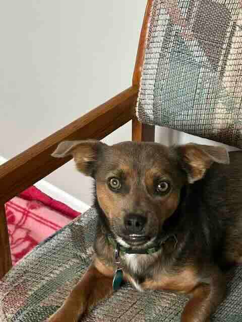 Gumbo - Dachshund Mix available for adoption at BARCS Rescue in Calgary (1 of 6)