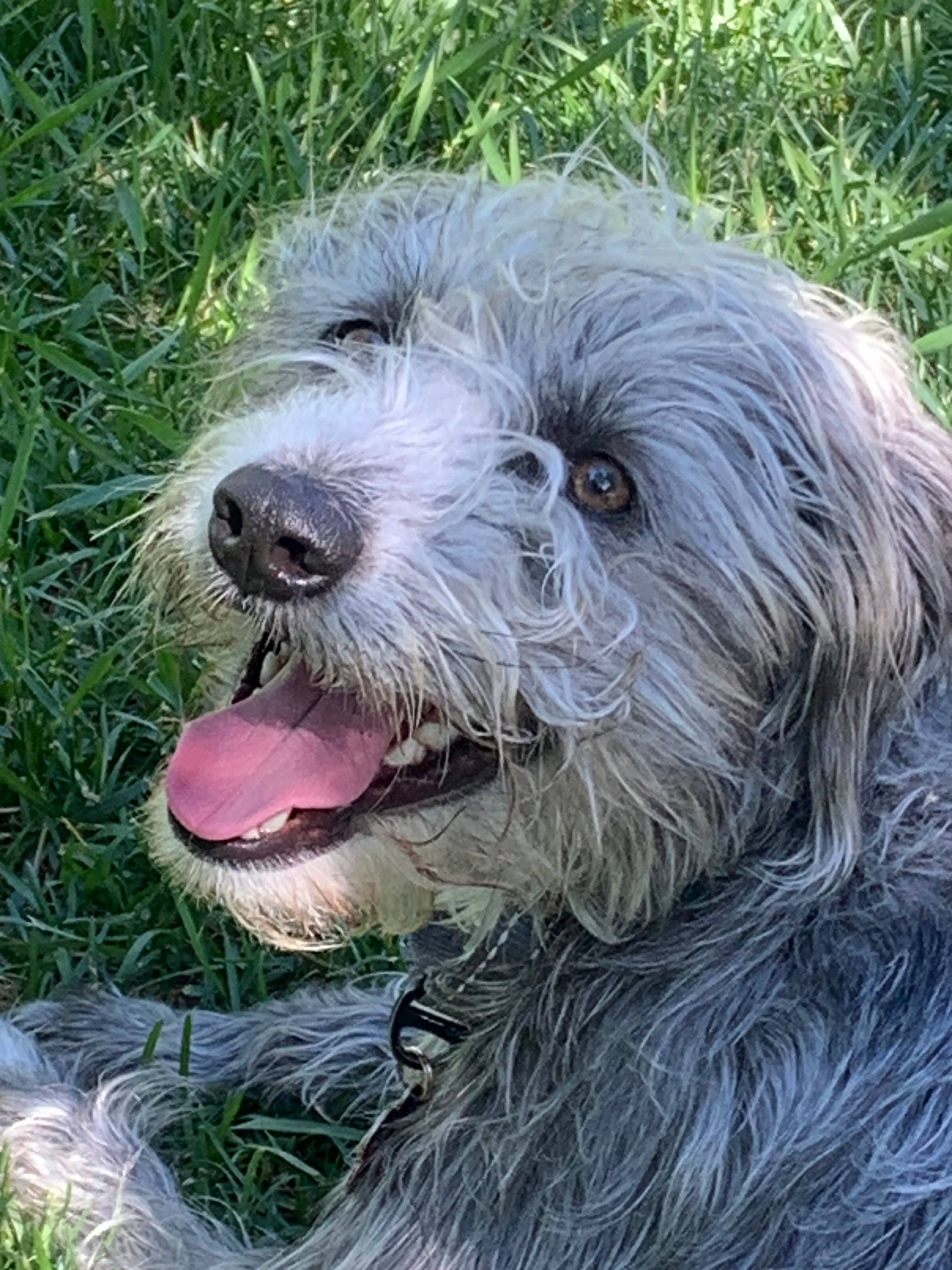 Alfredo - Terrier Mix available for adoption