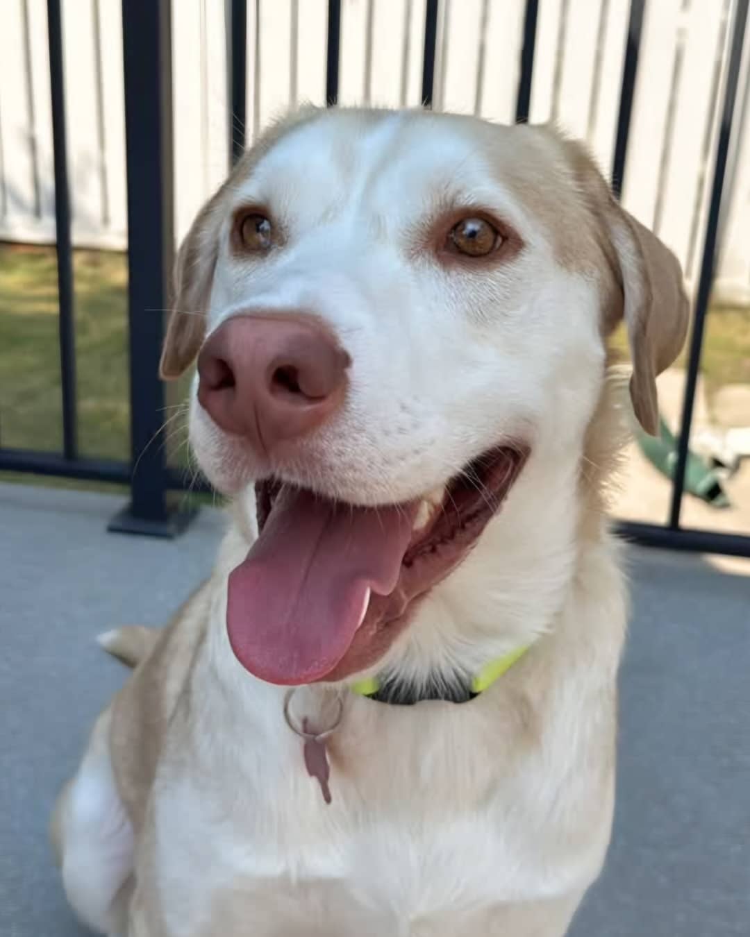Bearnaise - Lab Mix available for adoption at BARCS Rescue in Calgary (1 of 6)