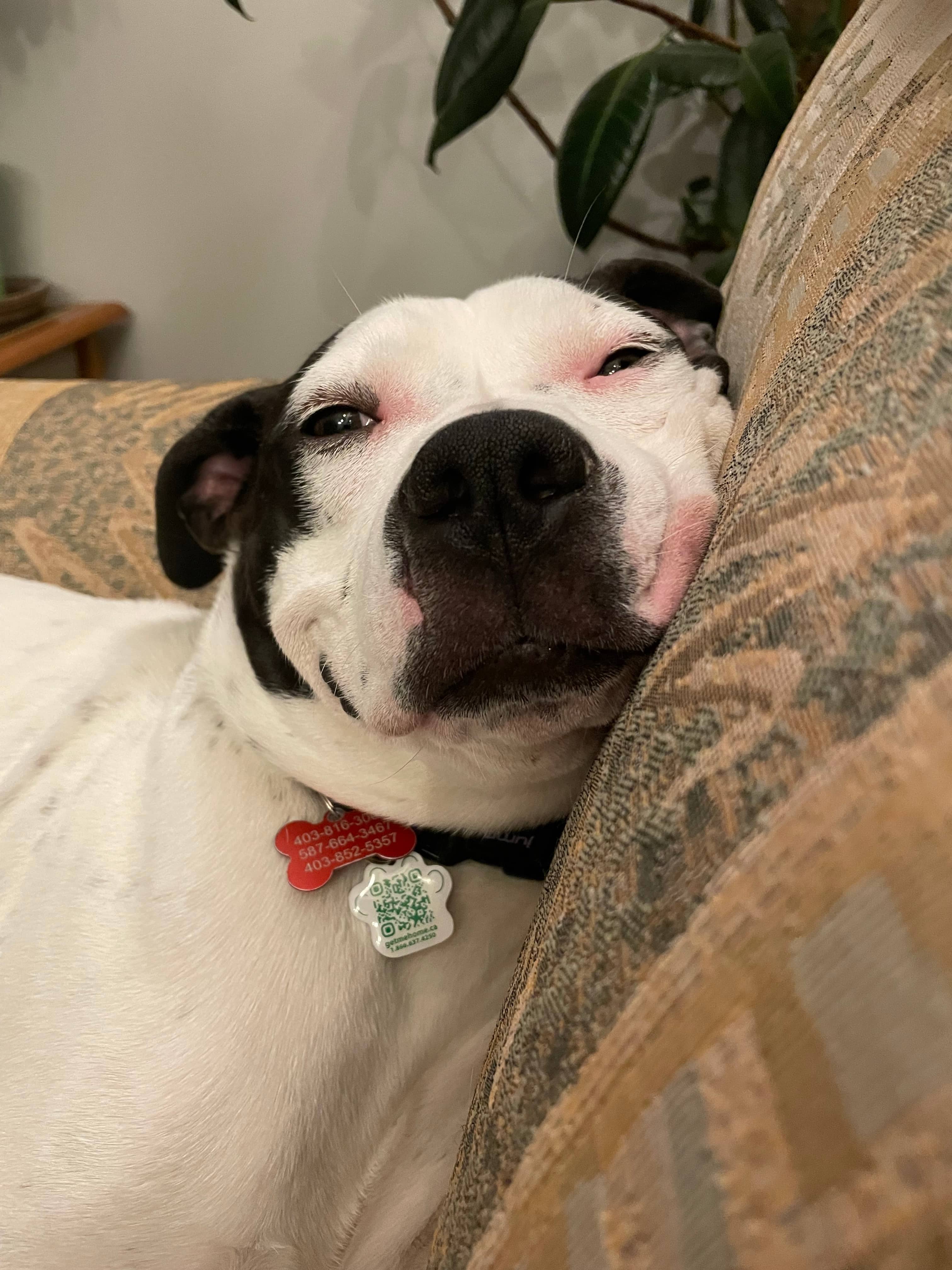 Tellulah - Bully Mix available for adoption at BARCS Rescue in Calgary (1 of 6)