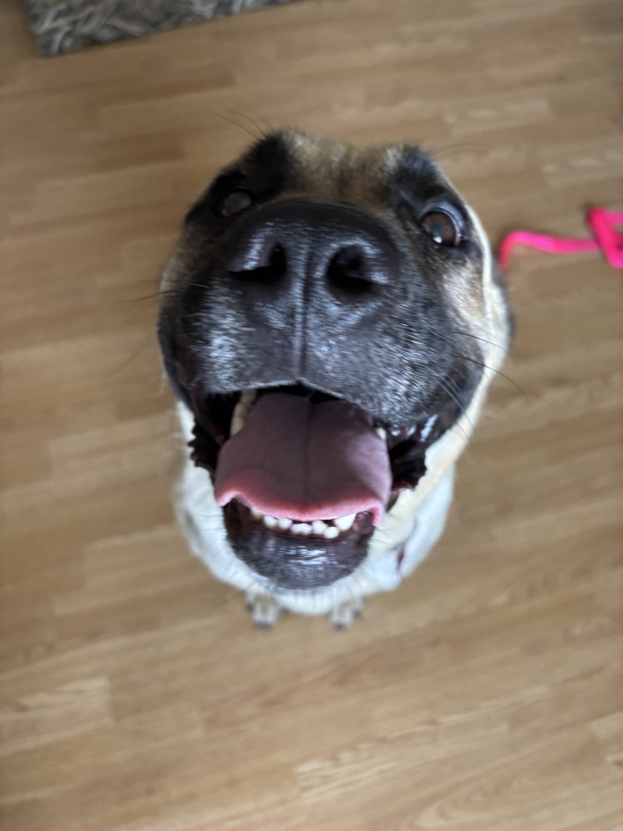 Kesha - Mastiff Mix available for adoption
