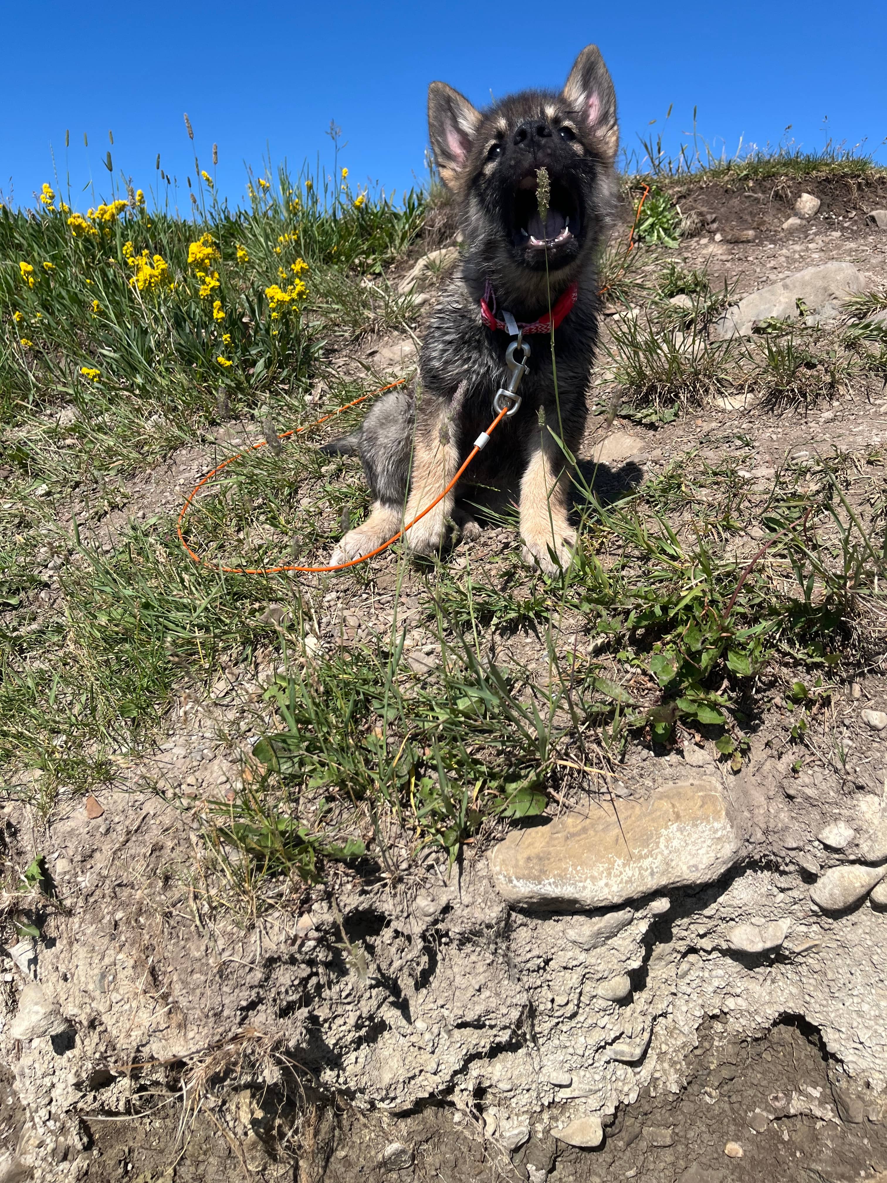 Paisley - Shepherd/Husky Mix available for adoption at BARCS Rescue in Calgary (1 of 6)
