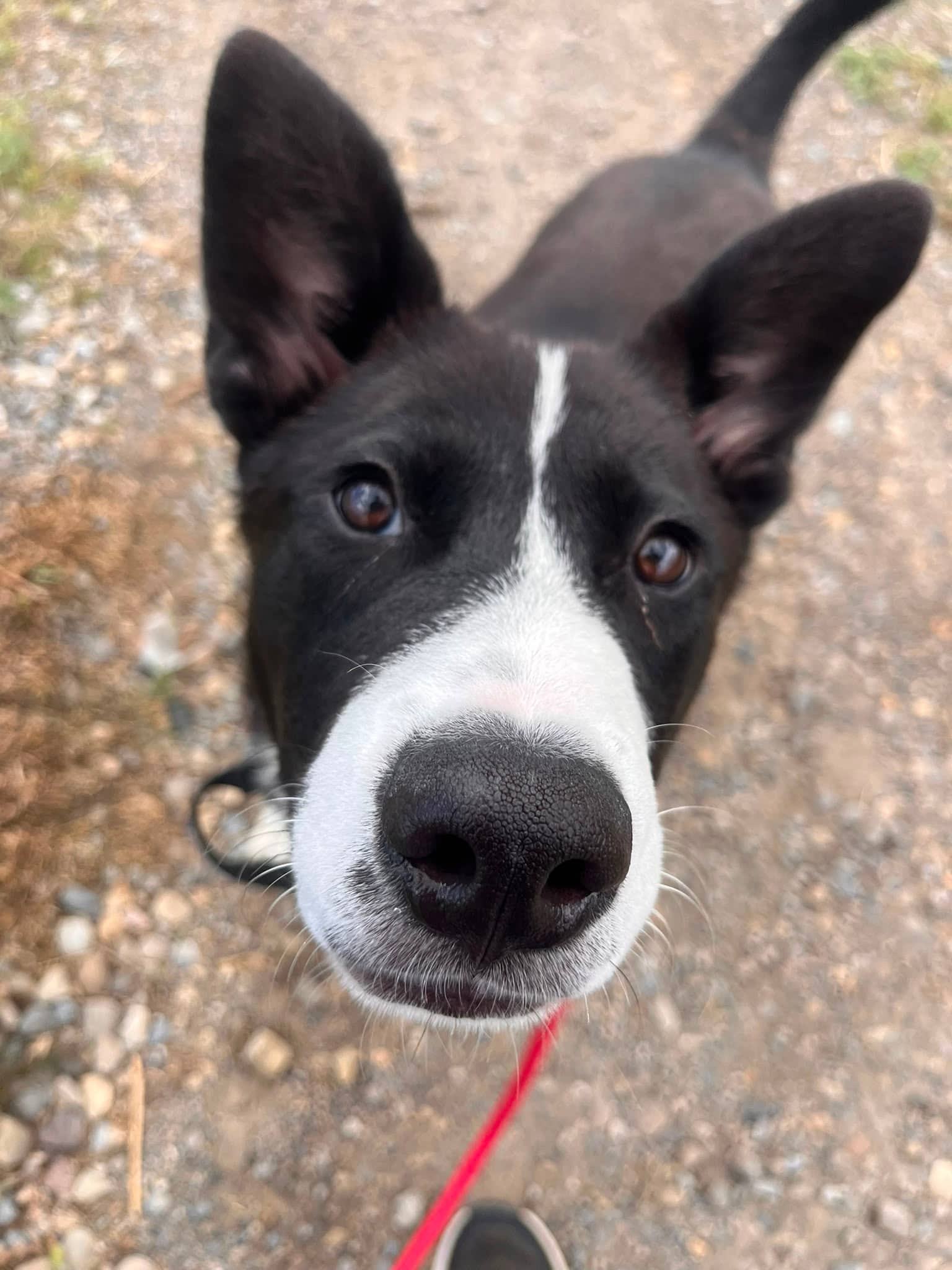 Randy - Shepherd Mix available for adoption