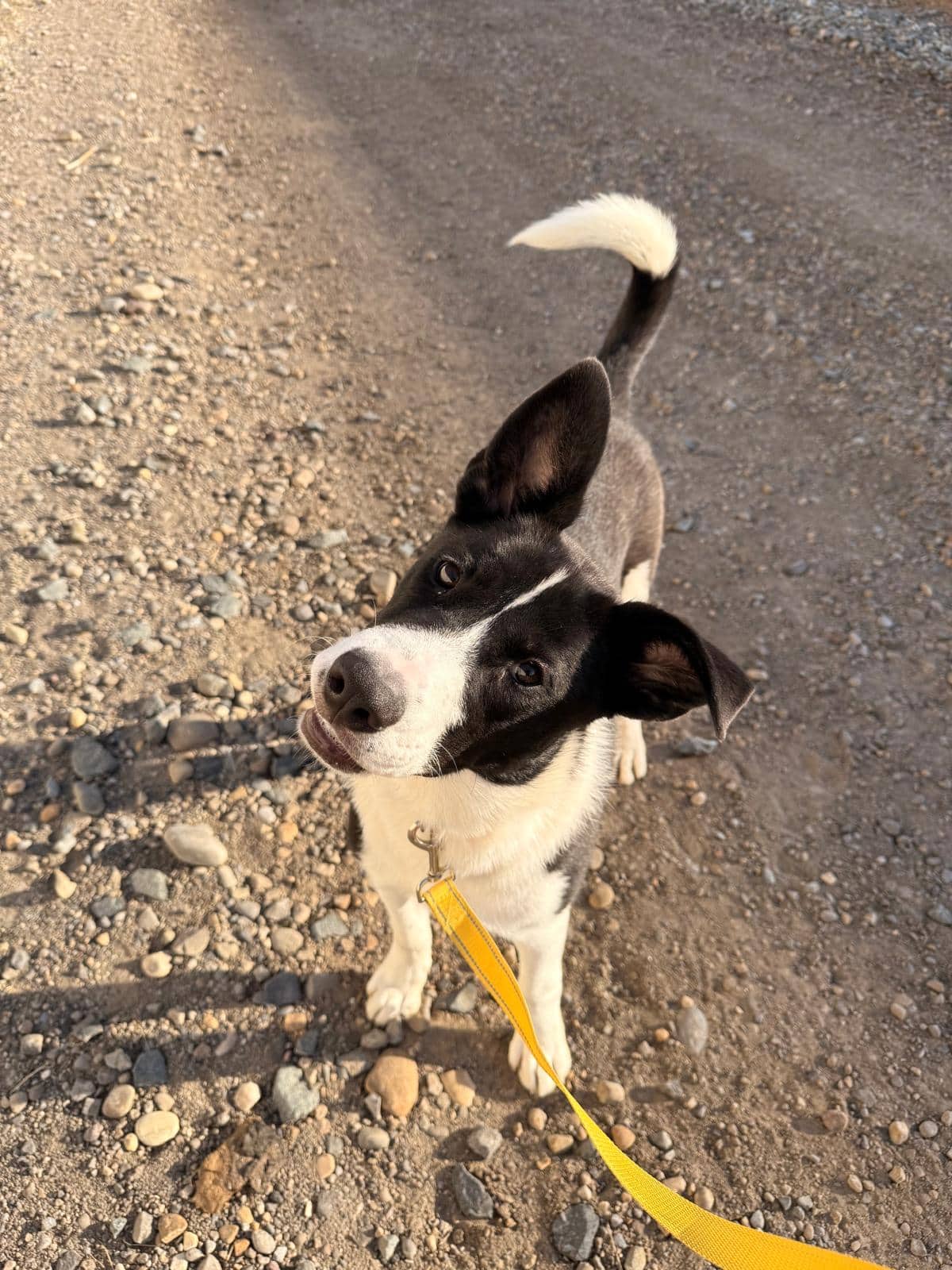 Randy - Shepherd Mix available for adoption