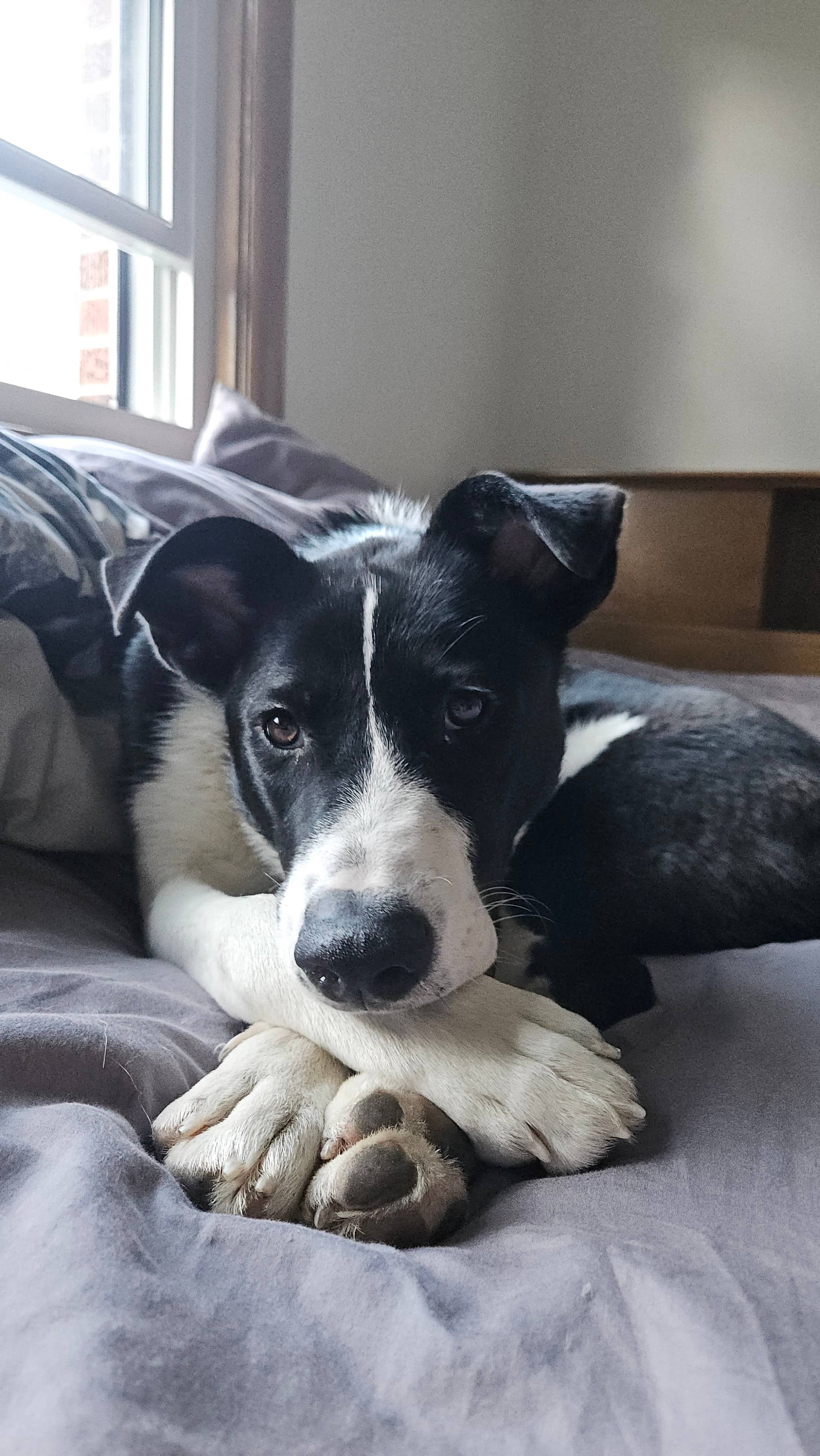 Randy - Shepherd Mix available for adoption at BARCS Rescue in Calgary (1 of 6)