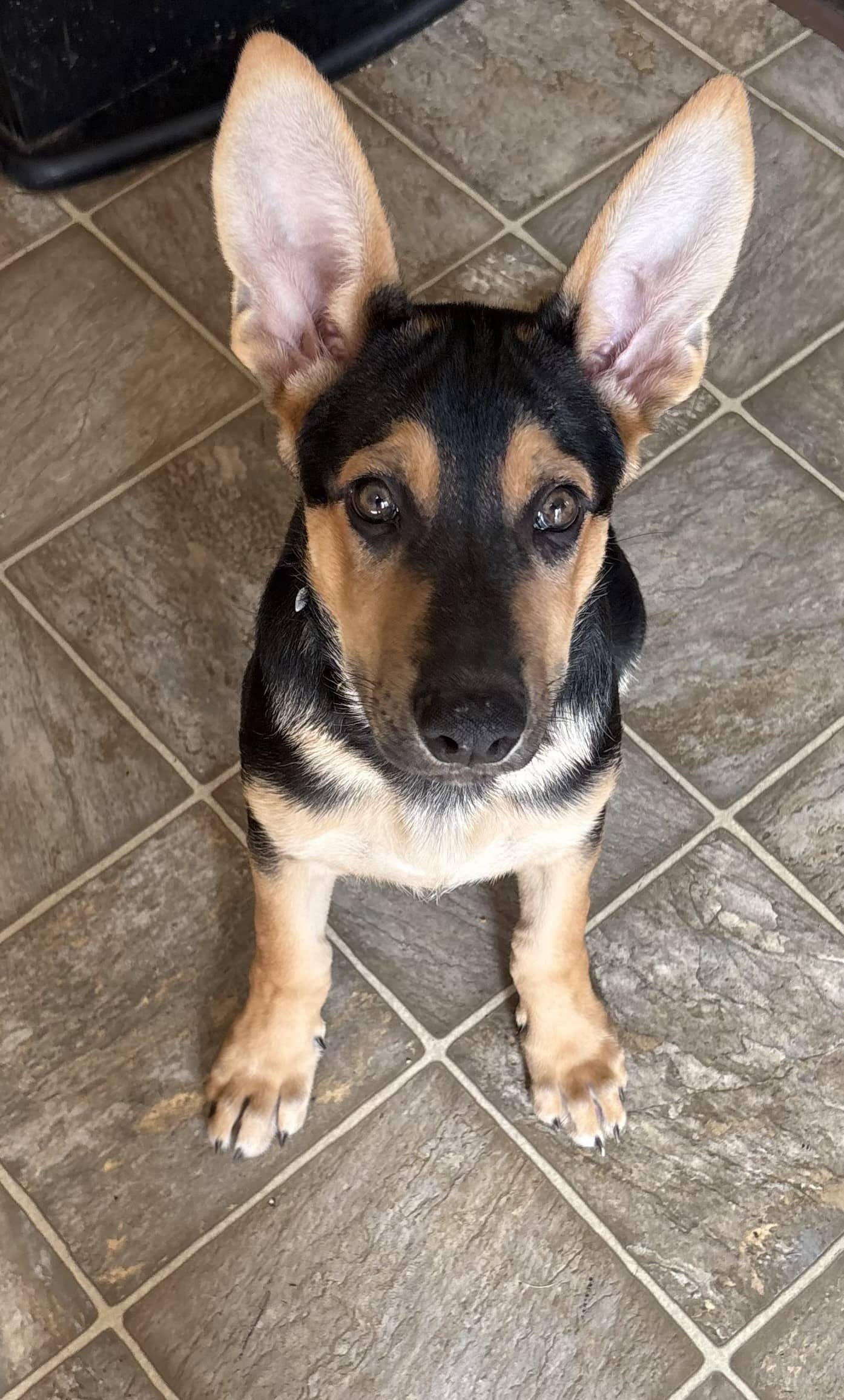 Jo - Shepherd Mix available for adoption