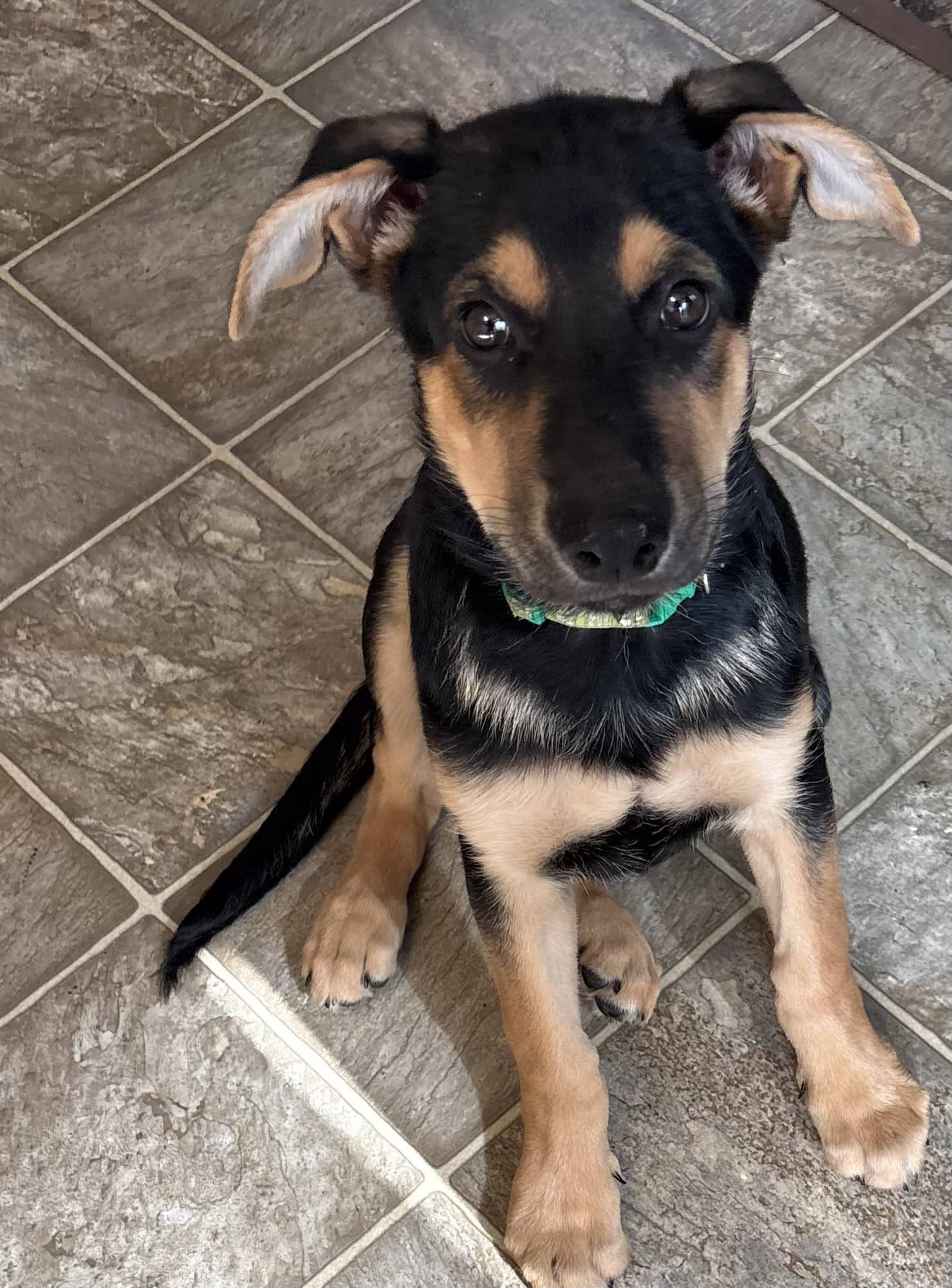 Beth - Shepherd Mix available for adoption at BARCS Rescue in Calgary (1 of 2)