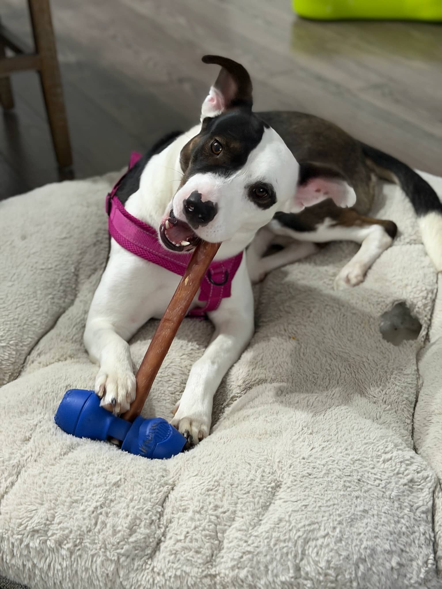 Rosette - Pit Bull Terrier Mix available for adoption at BARCS Rescue in Calgary (1 of 6)
