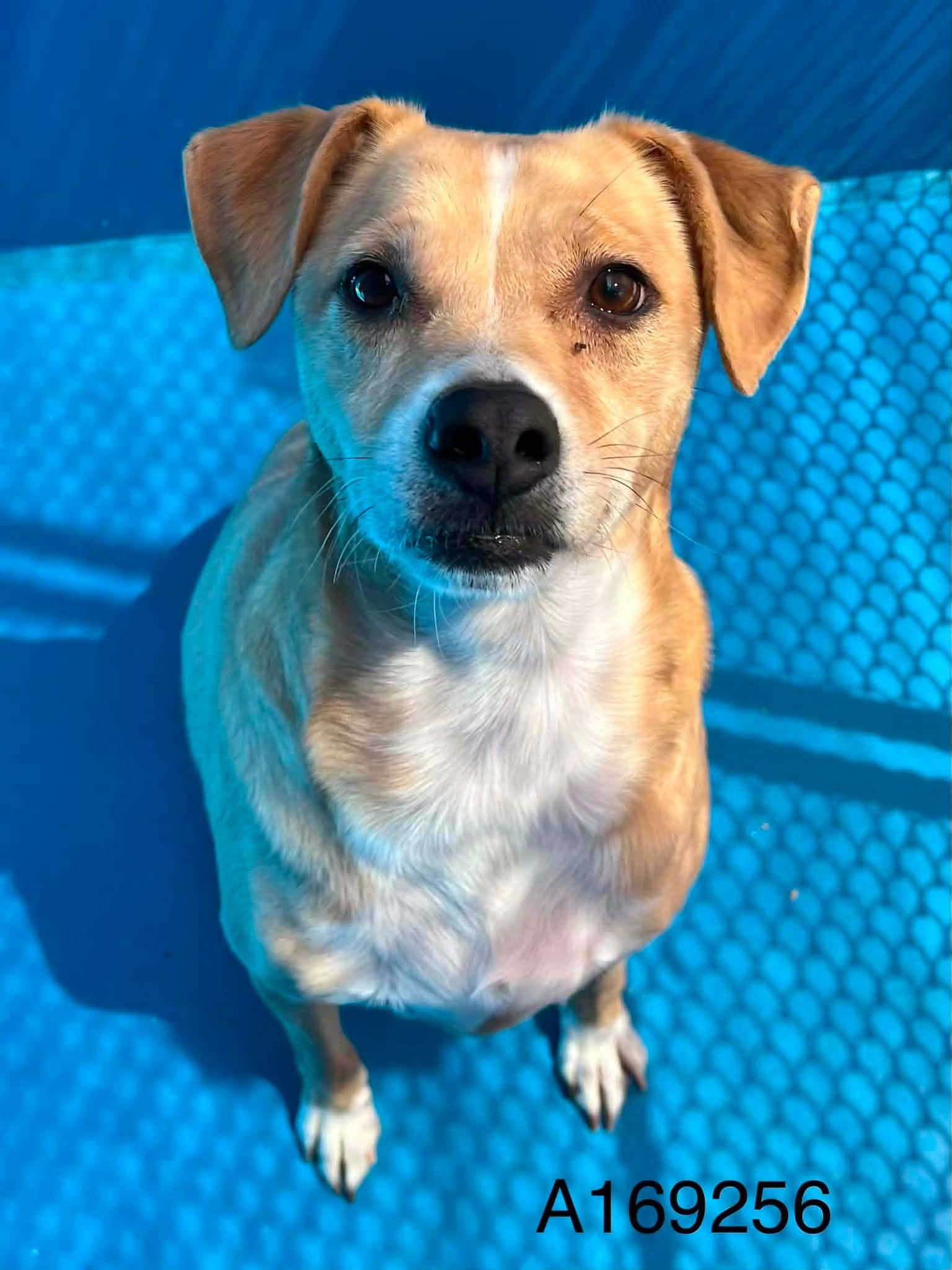 Chilito - Carolina Dog Mix available for adoption at BARCS Rescue in Calgary
