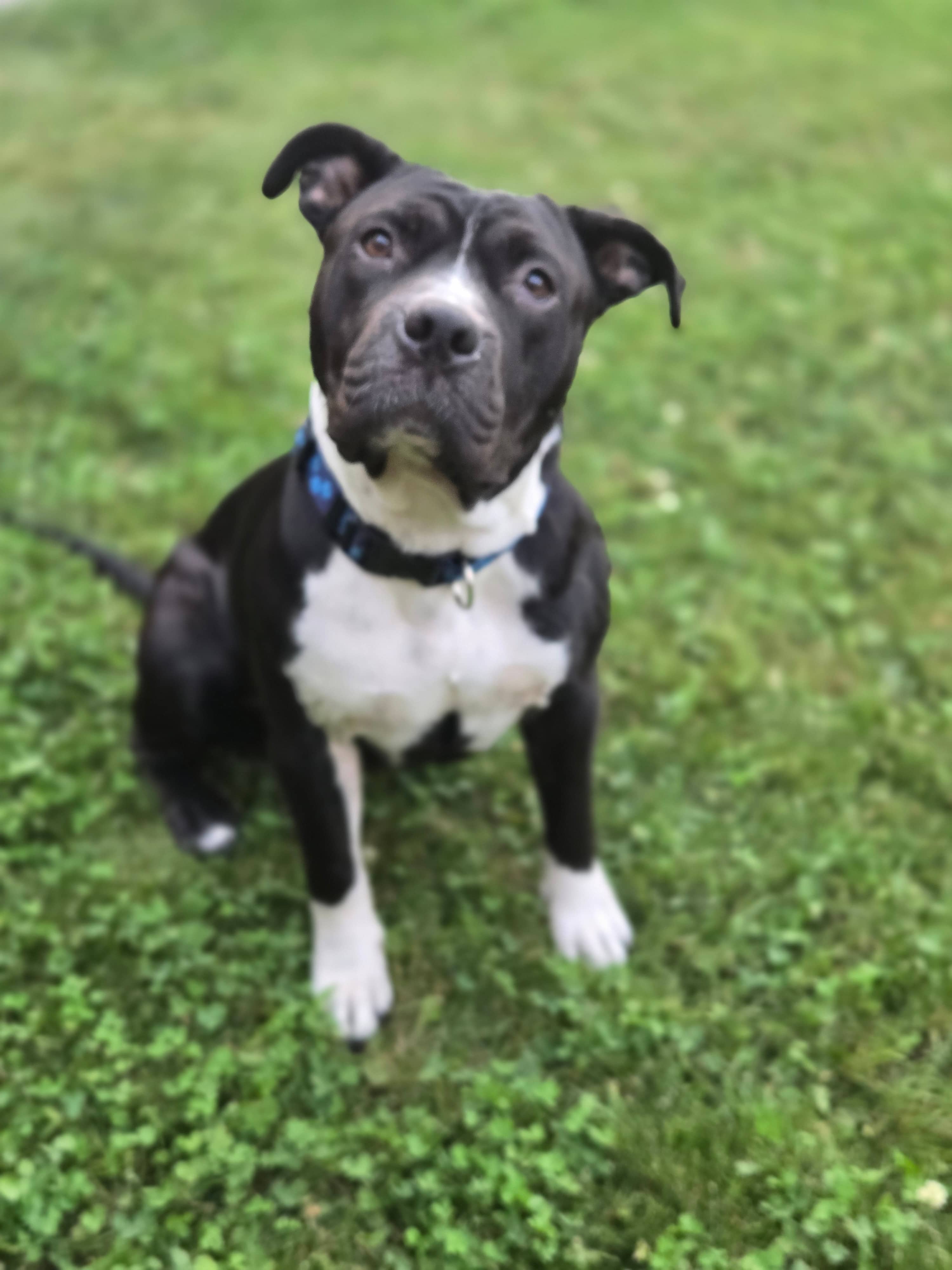 Helene Super Star - Pit Bull Terrier Mix available for adoption