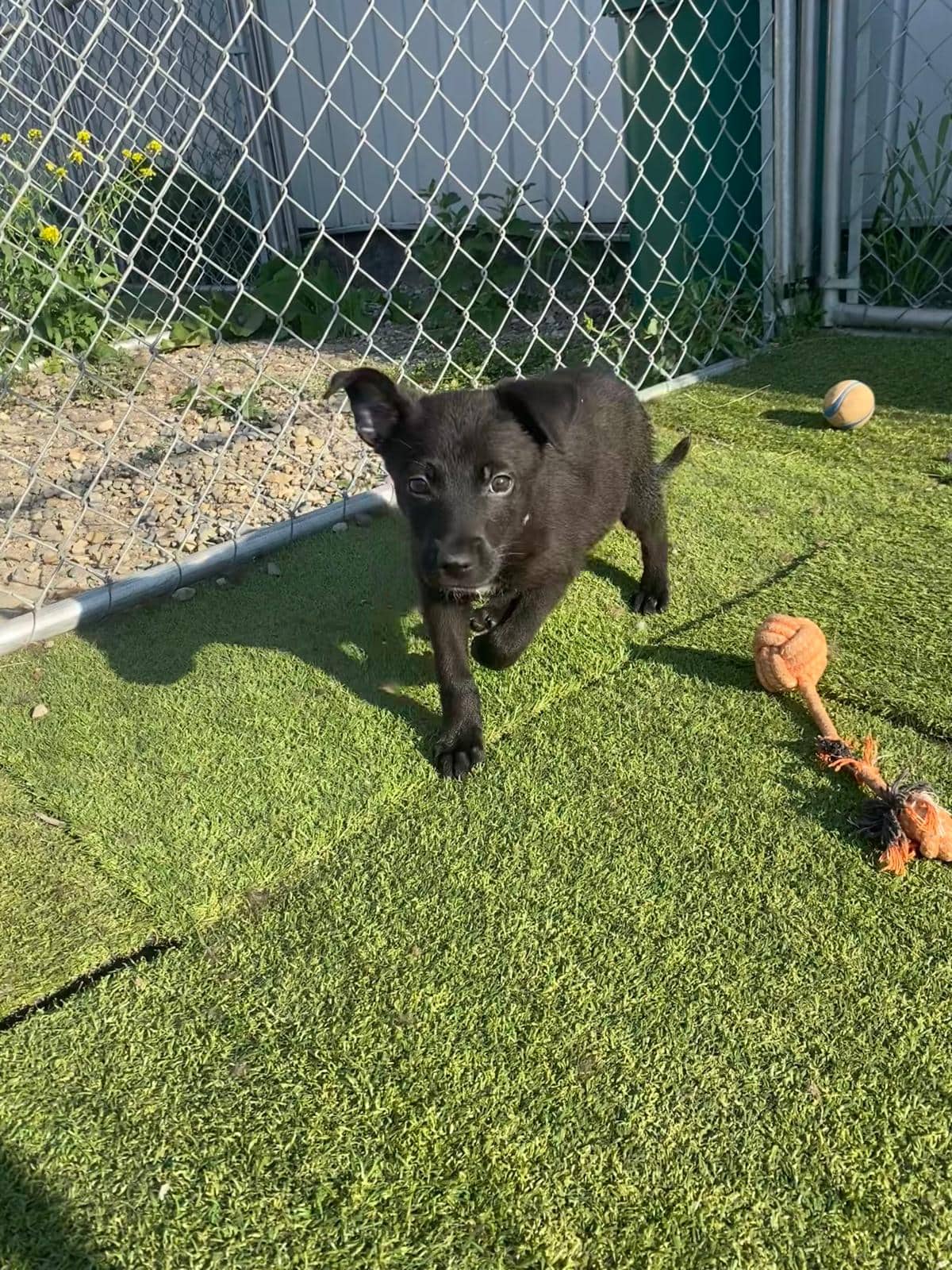 Castle - Shepherd Mix available for adoption