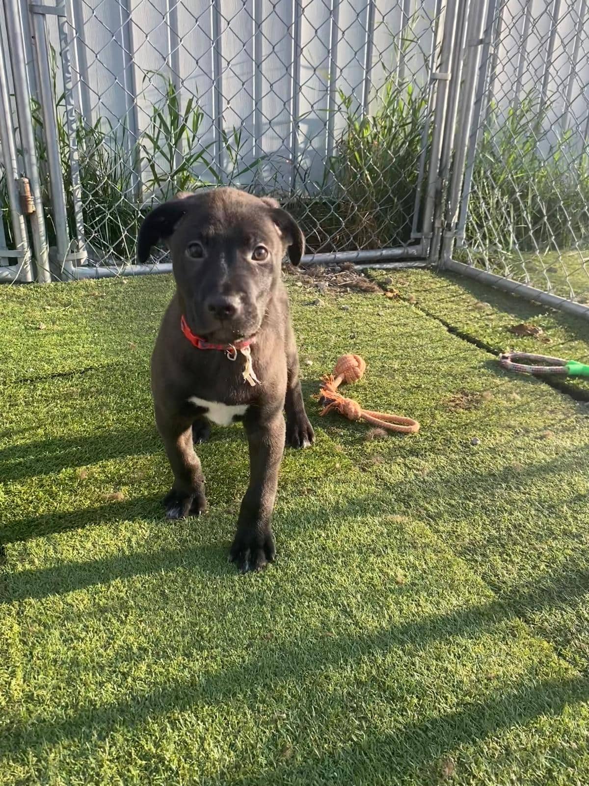 Rundle - Shepherd Mix available for adoption