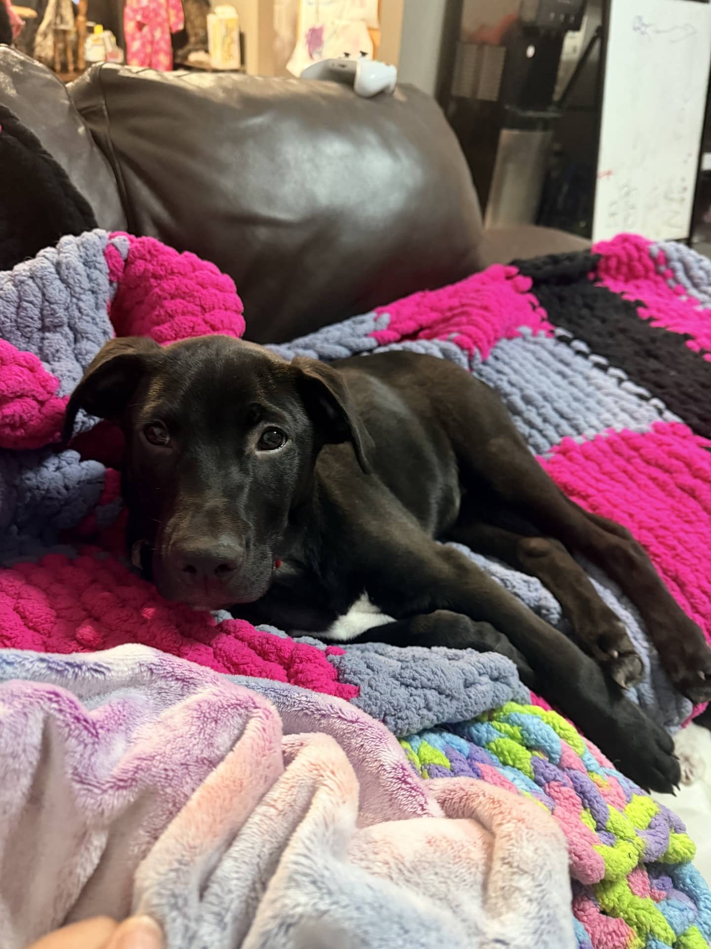 Rundle - Shepherd Mix available for adoption at BARCS Rescue in Calgary (1 of 6)