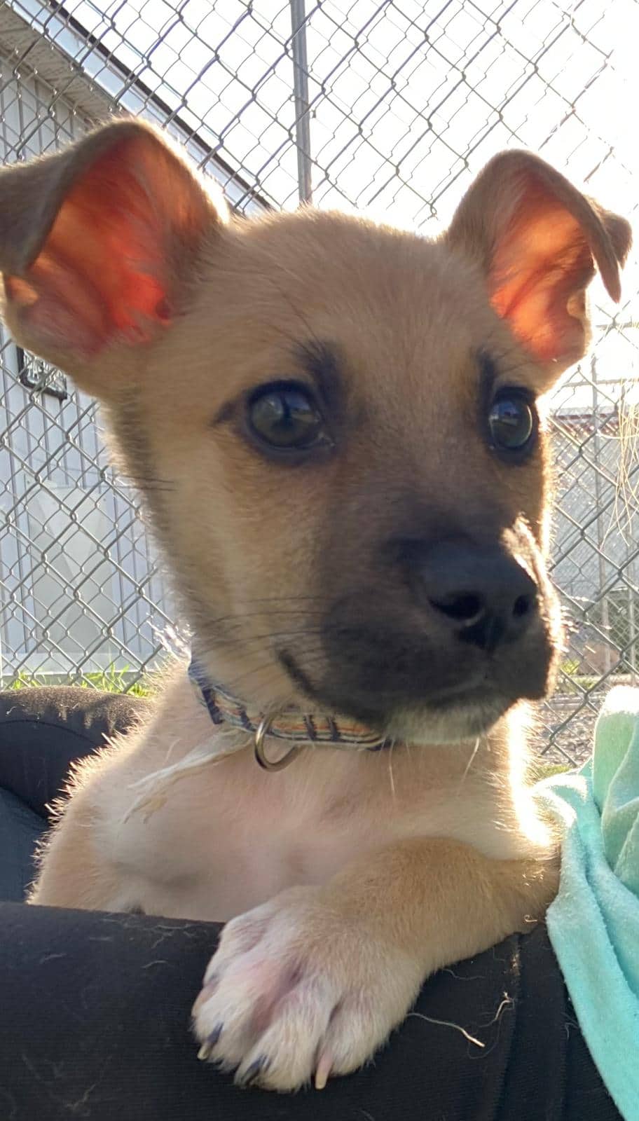 Kidd - Shepherd Mix available for adoption