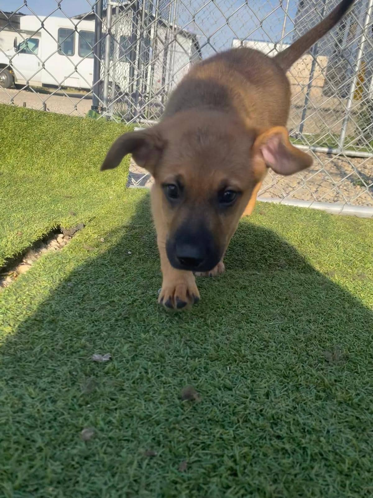 Conway - Shepherd Mix available for adoption